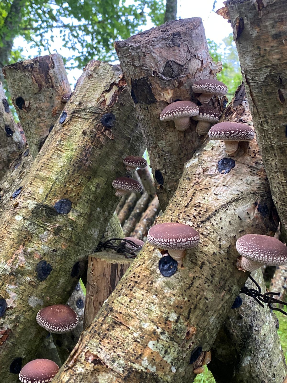 Shiitake mushrooms growing on a wooden log